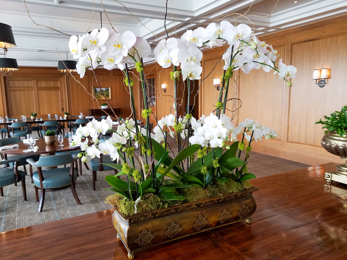 Orchids & Living Botanical Statements