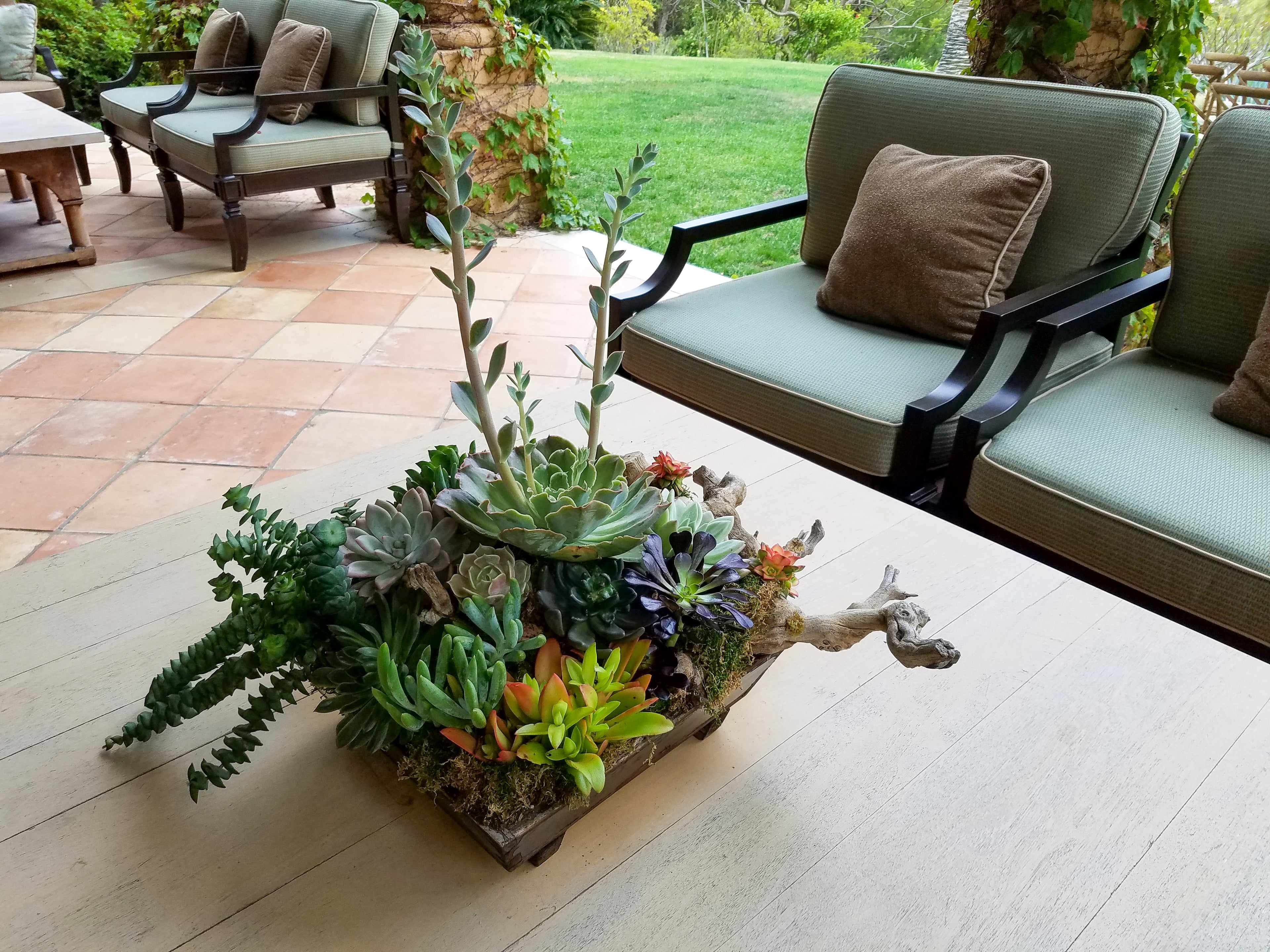 Succulents