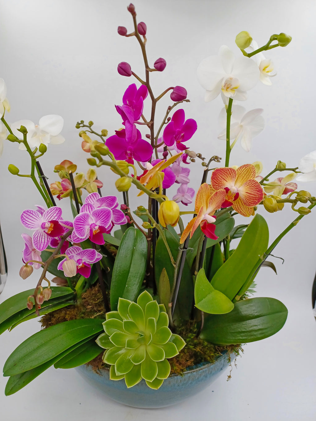 Multiple Mini Orchids