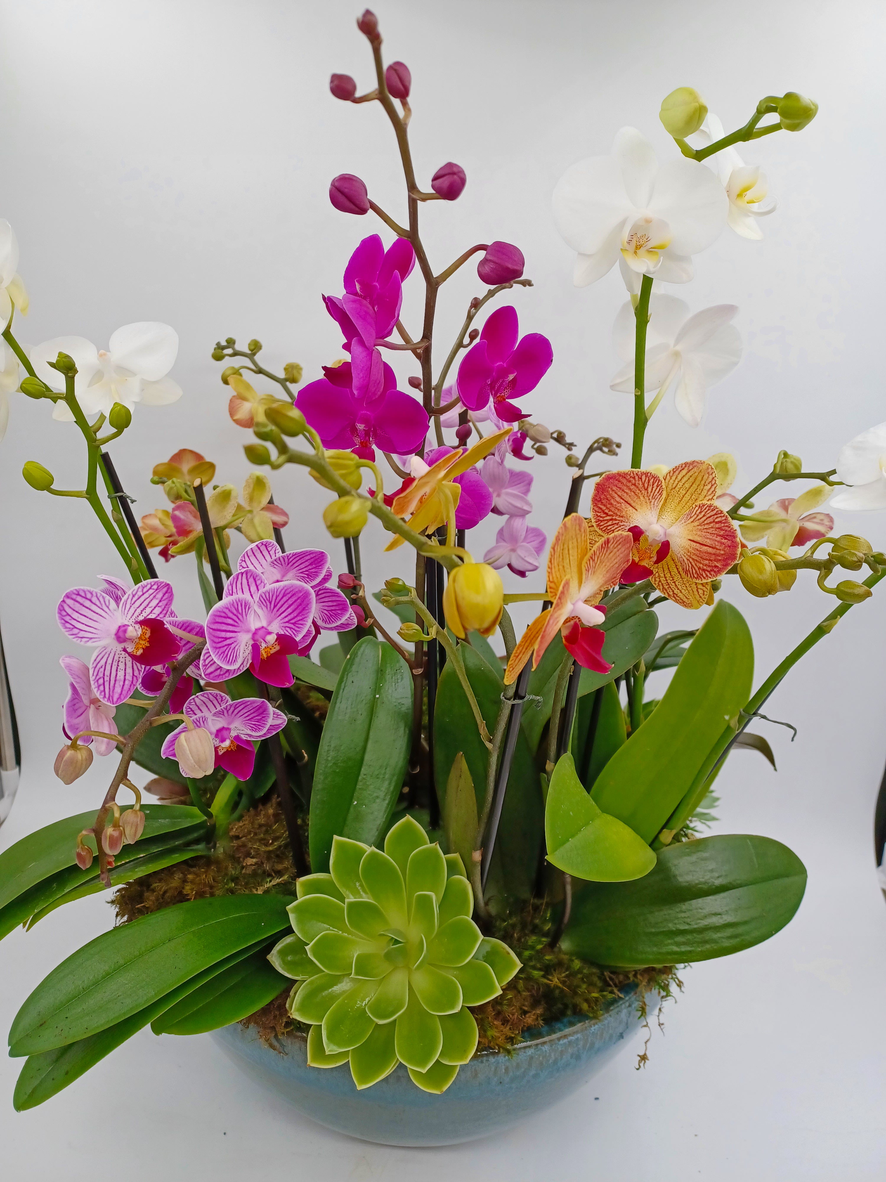 Multiple Mini Orchids