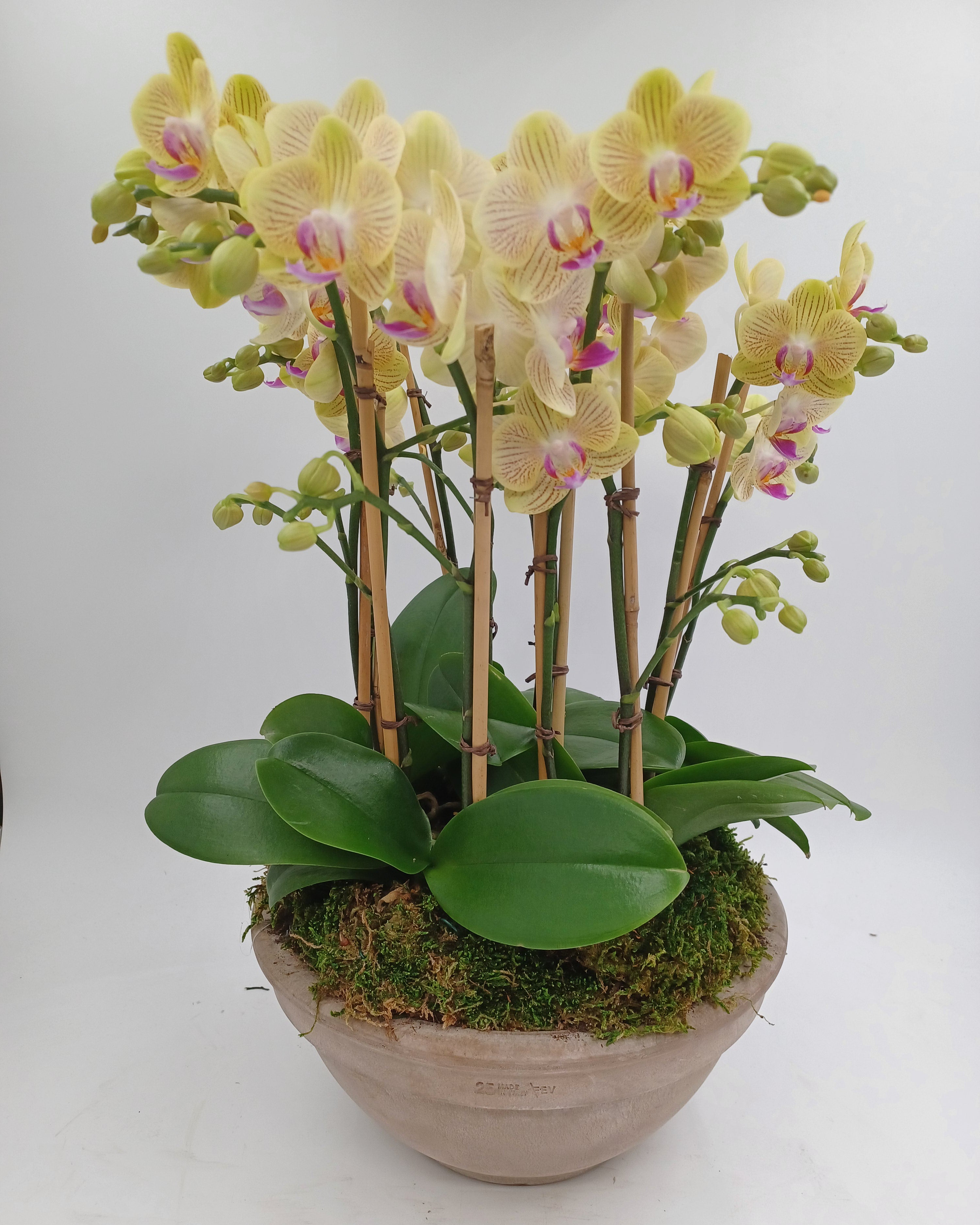 Multiple Mini Orchids