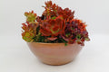 Succulents