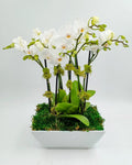 Multiple Mini Orchids