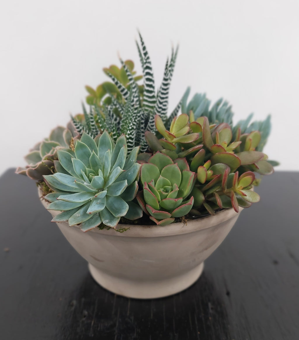 Succulents