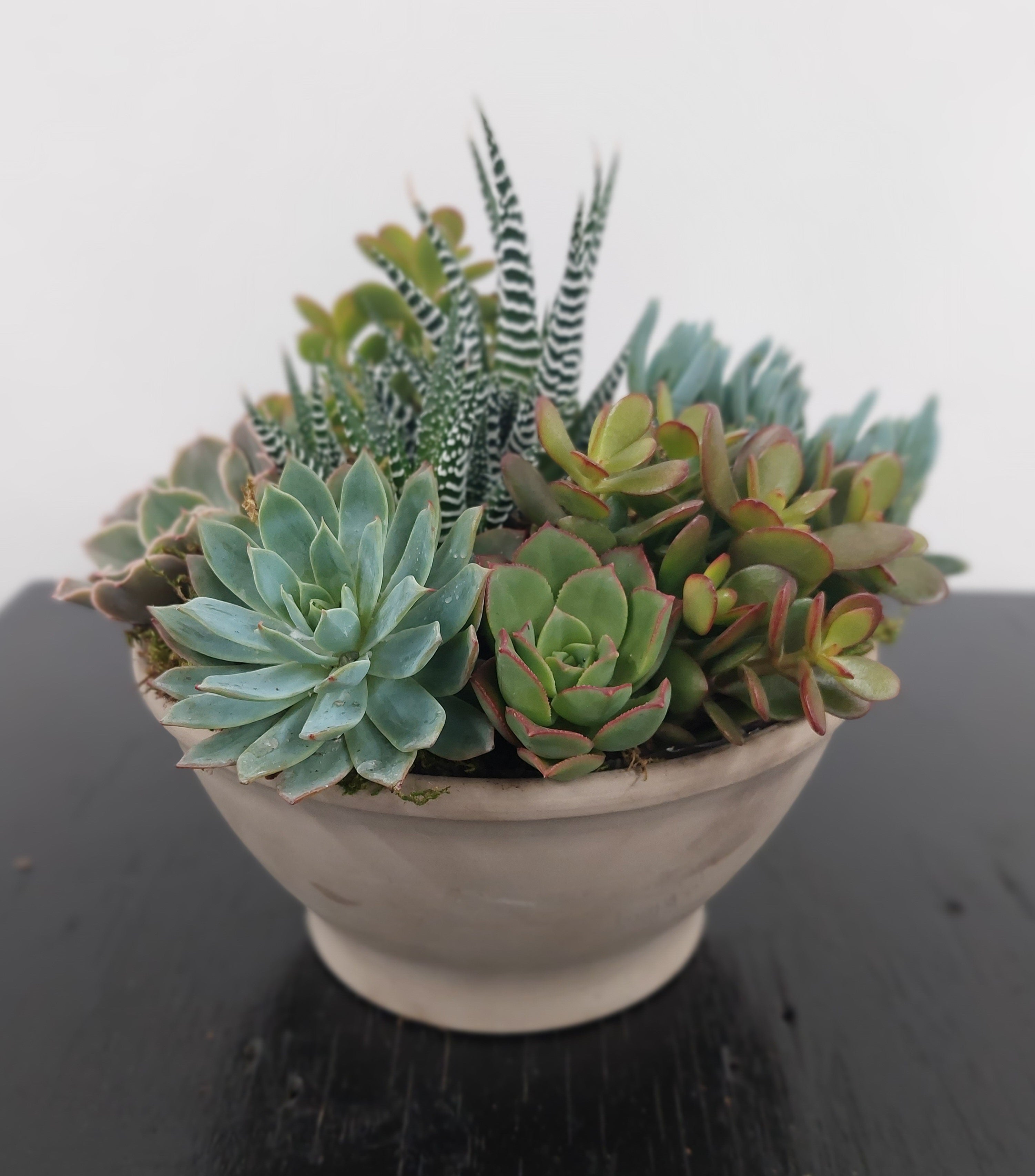 Succulents