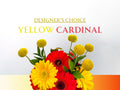 Designer's Choice - Yellow & Cardinal