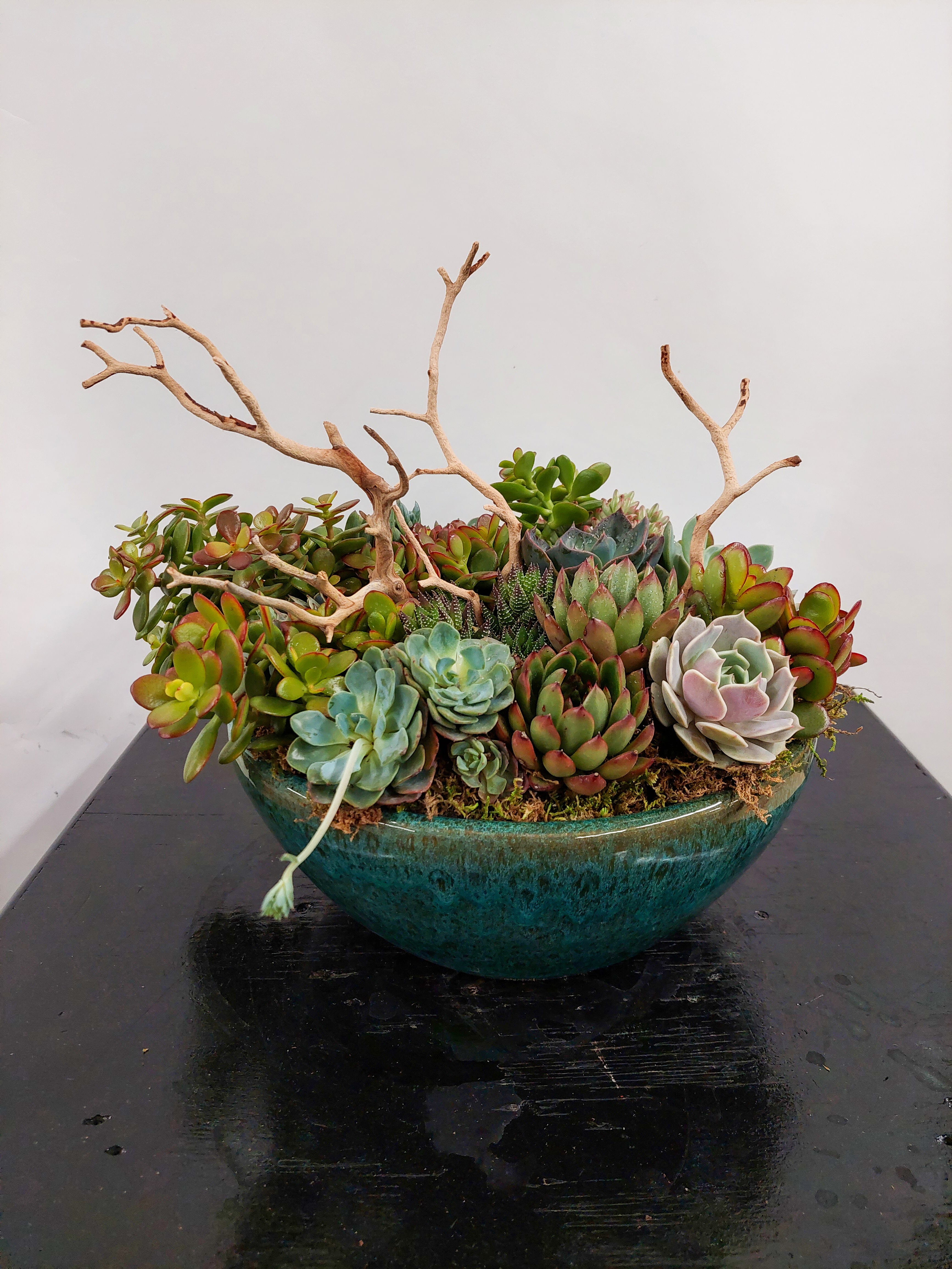 Succulents