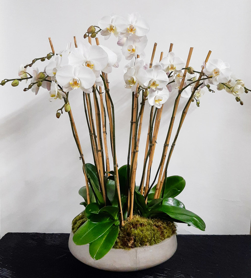 Orchid Statement Piece