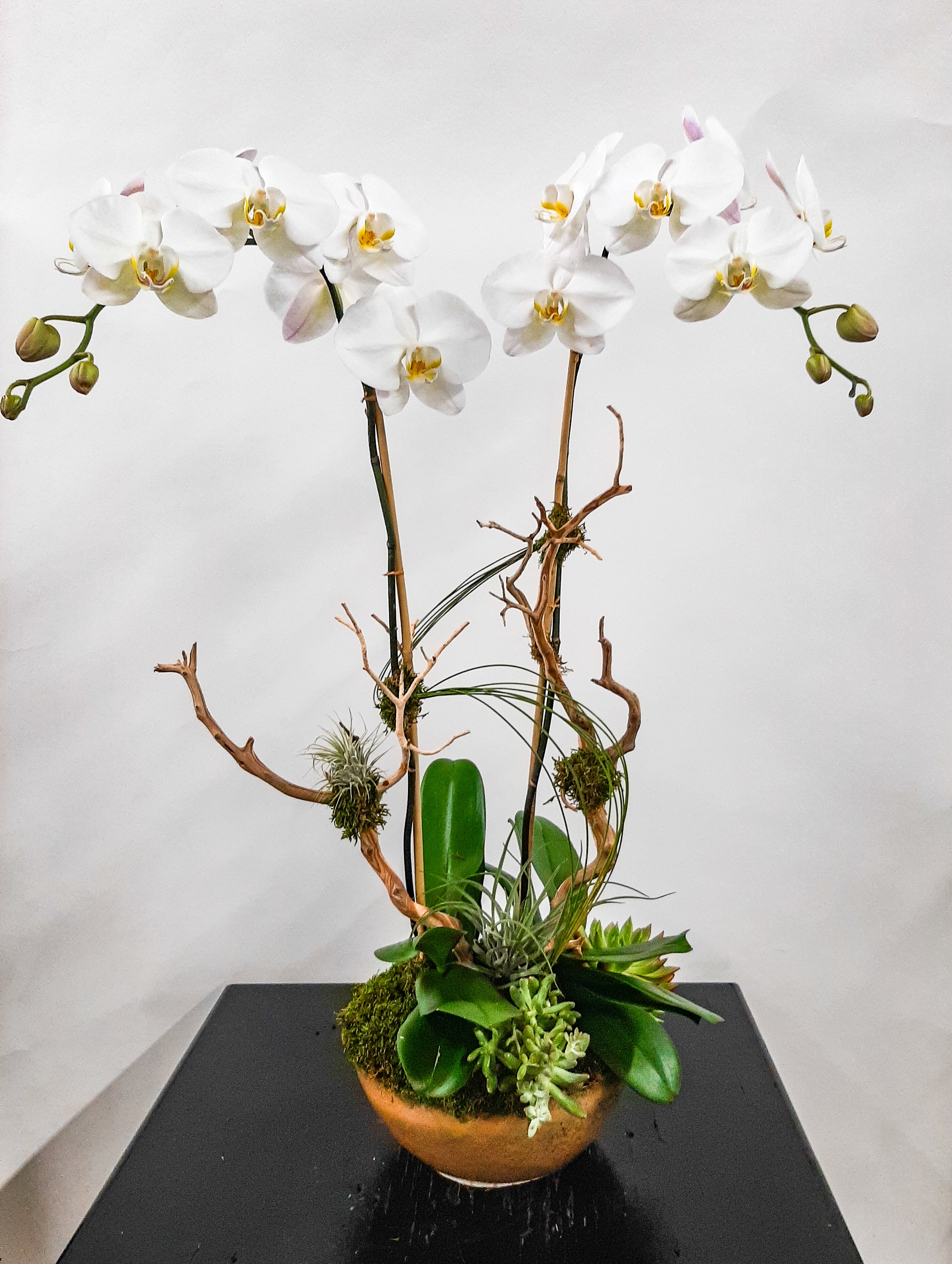 (2) Single Spike Phalaenopsis Orchids