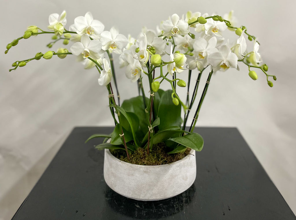 Multiple Mini Orchids