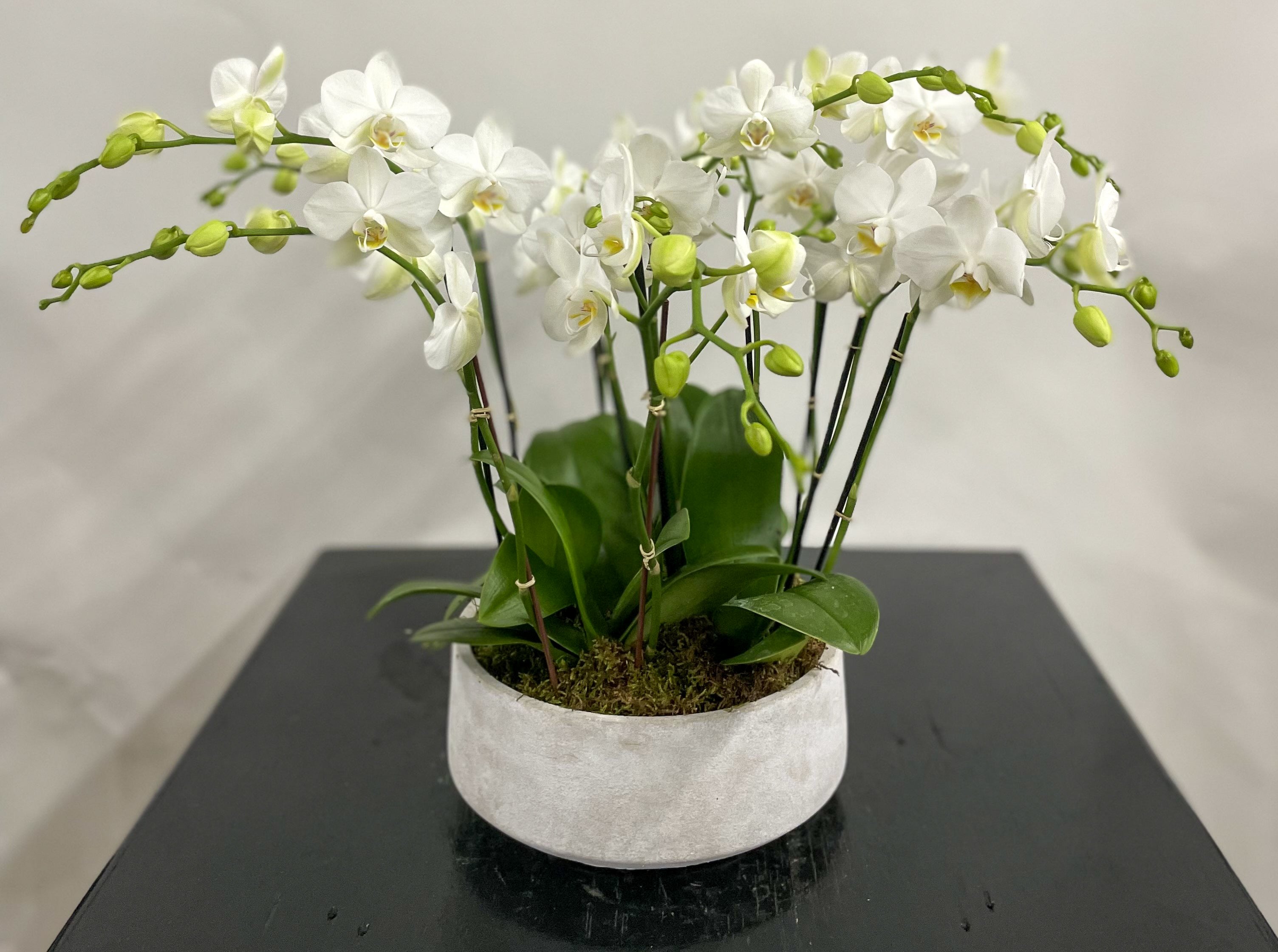 Multiple Mini Orchids