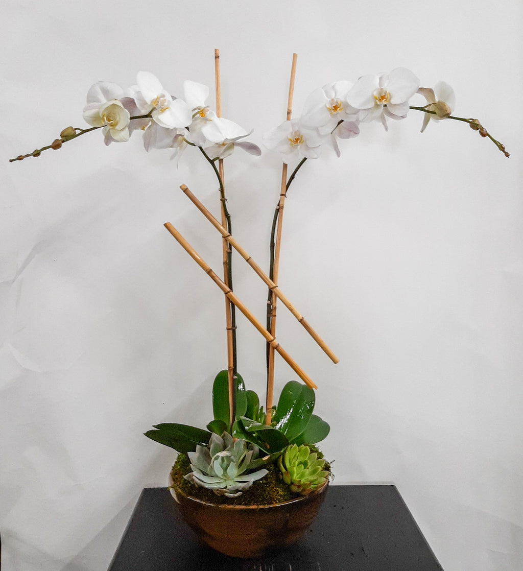 (2) Single Spike Phalaenopsis Orchids