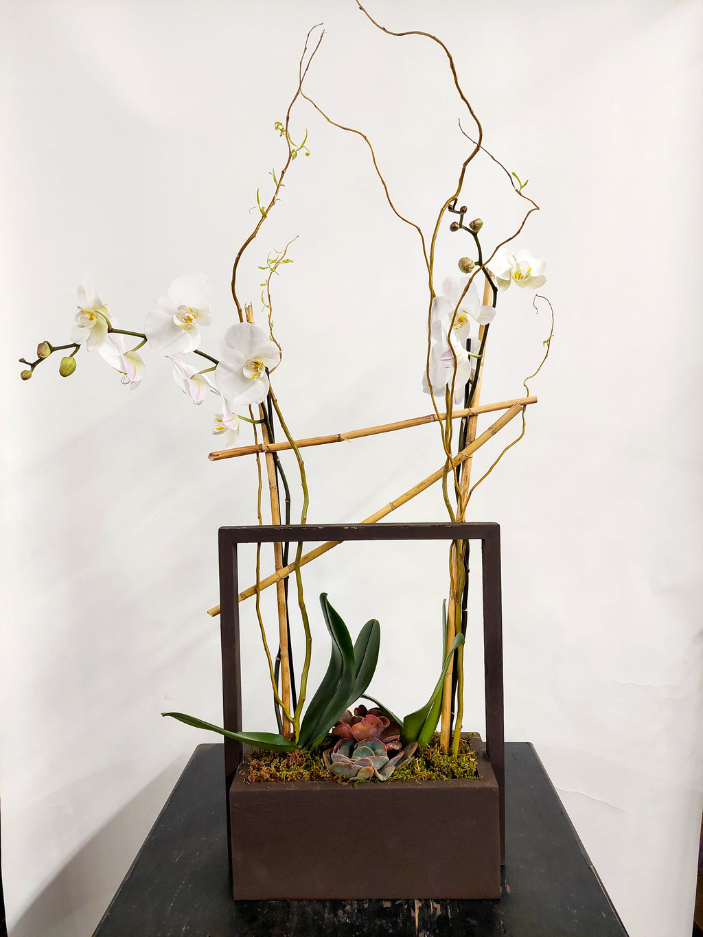 (2) Single Spike Phalaenopsis Orchids