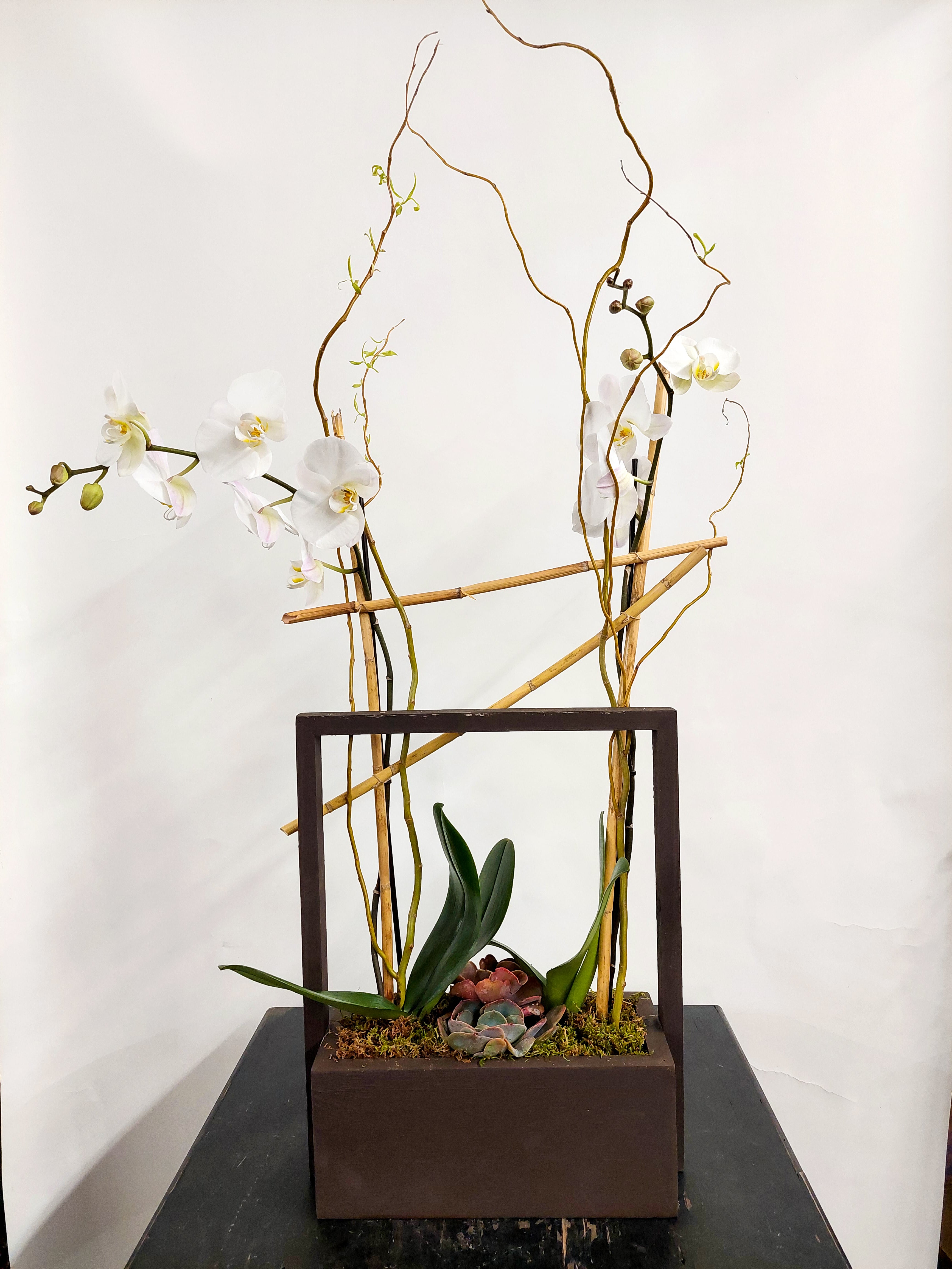 (2) Single Spike Phalaenopsis Orchids