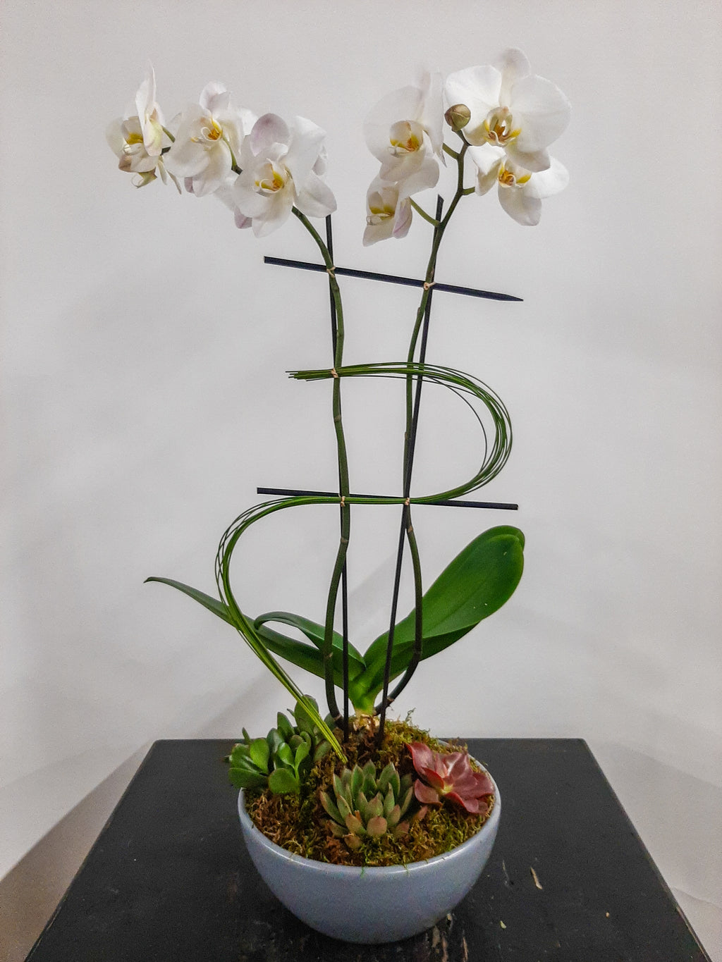 (1) Double Spike Phalaenopsis Orchid