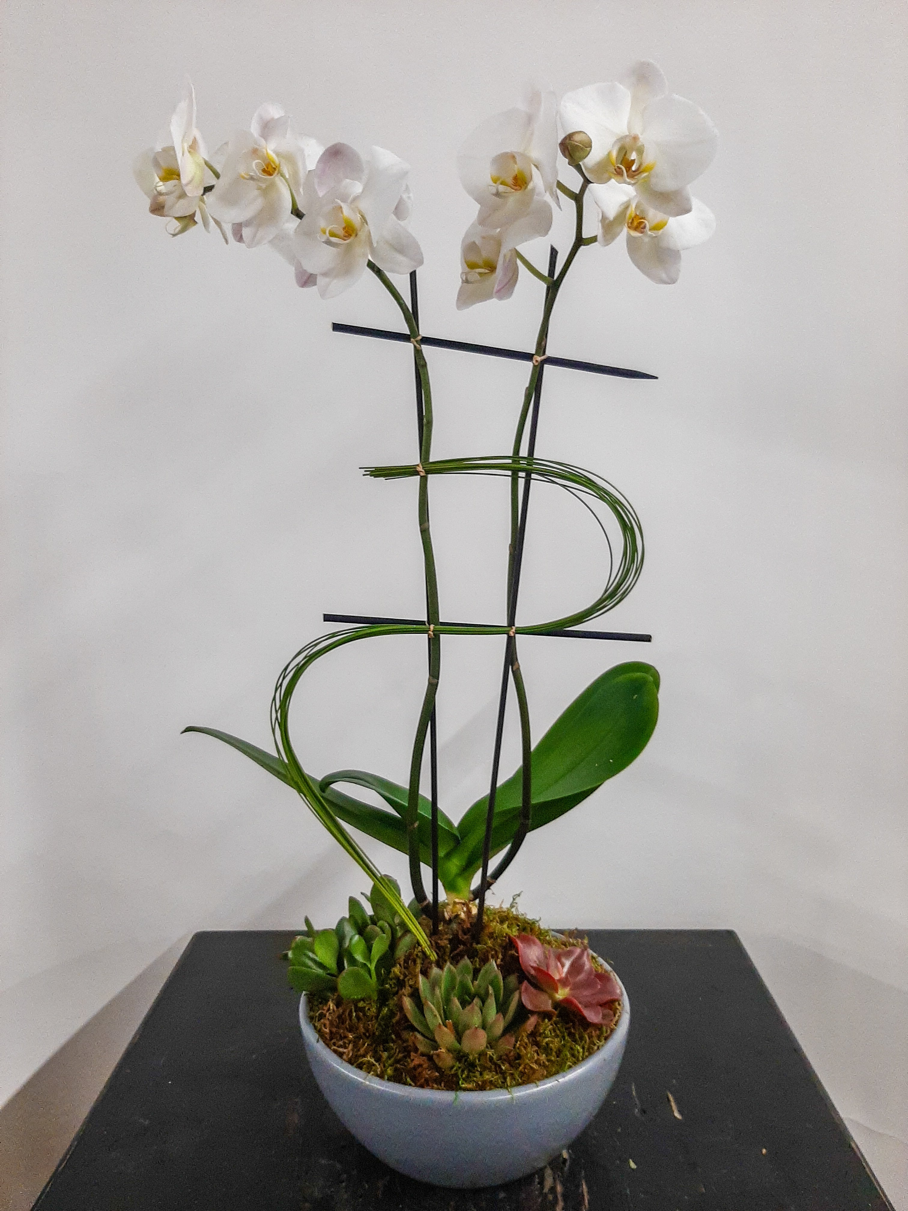 (1) Double Spike Phalaenopsis Orchid