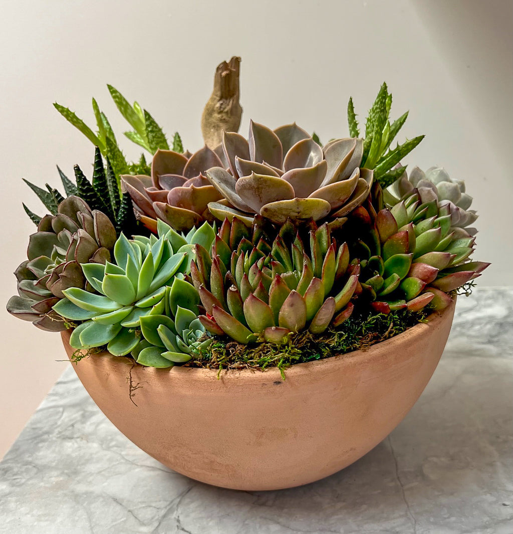 Succulents
