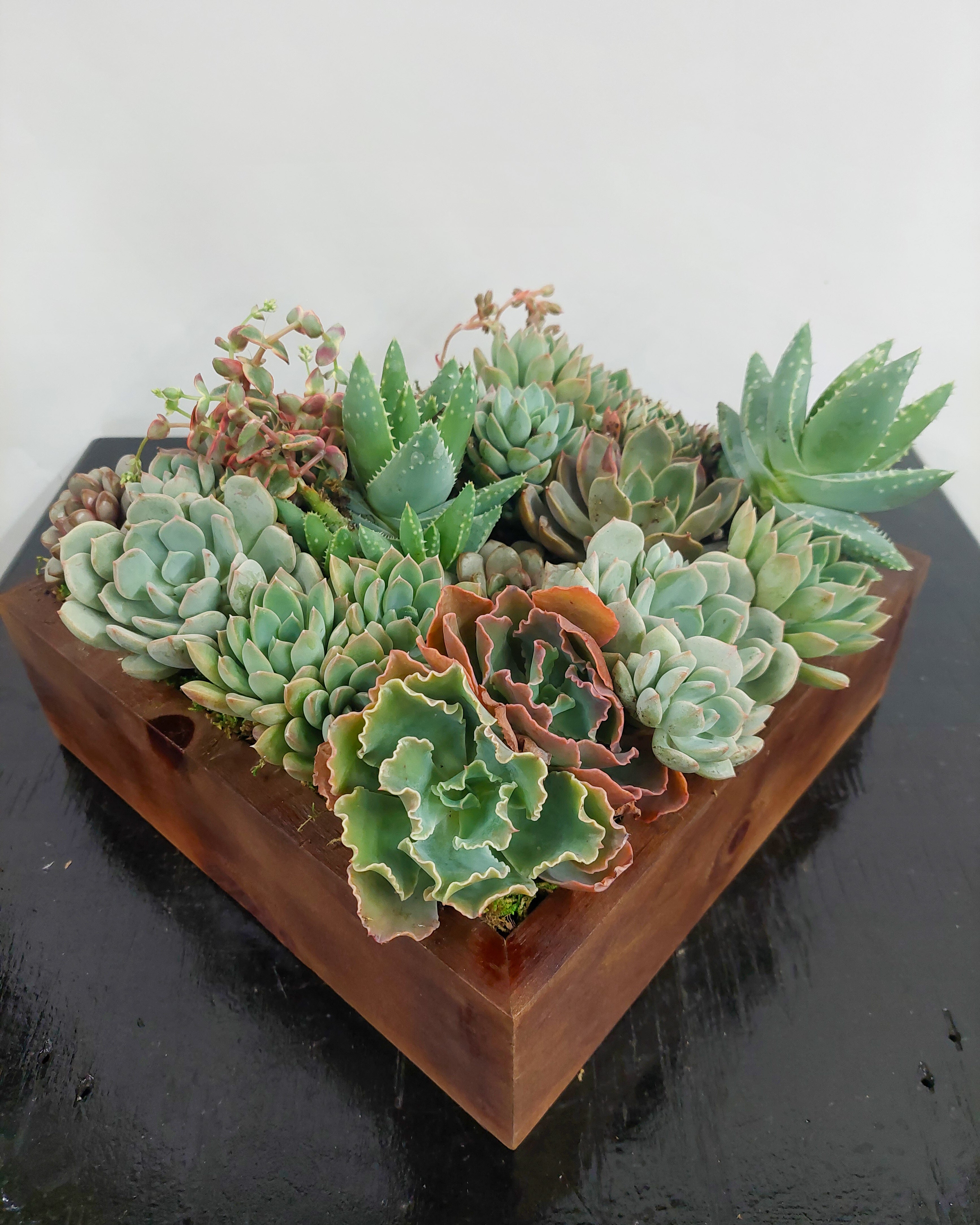 Succulents