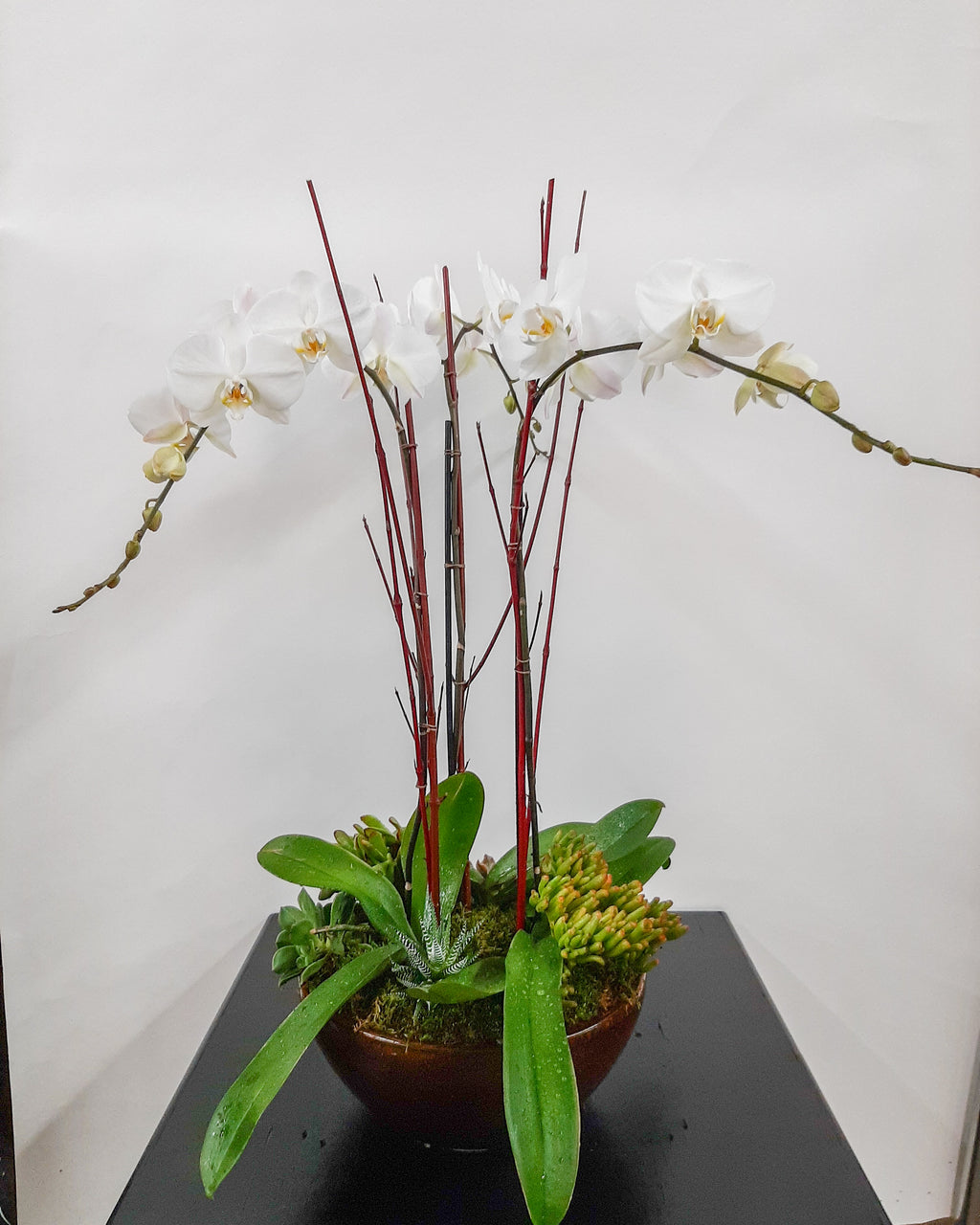 (3) Single Spike Phalaenopsis Orchids
