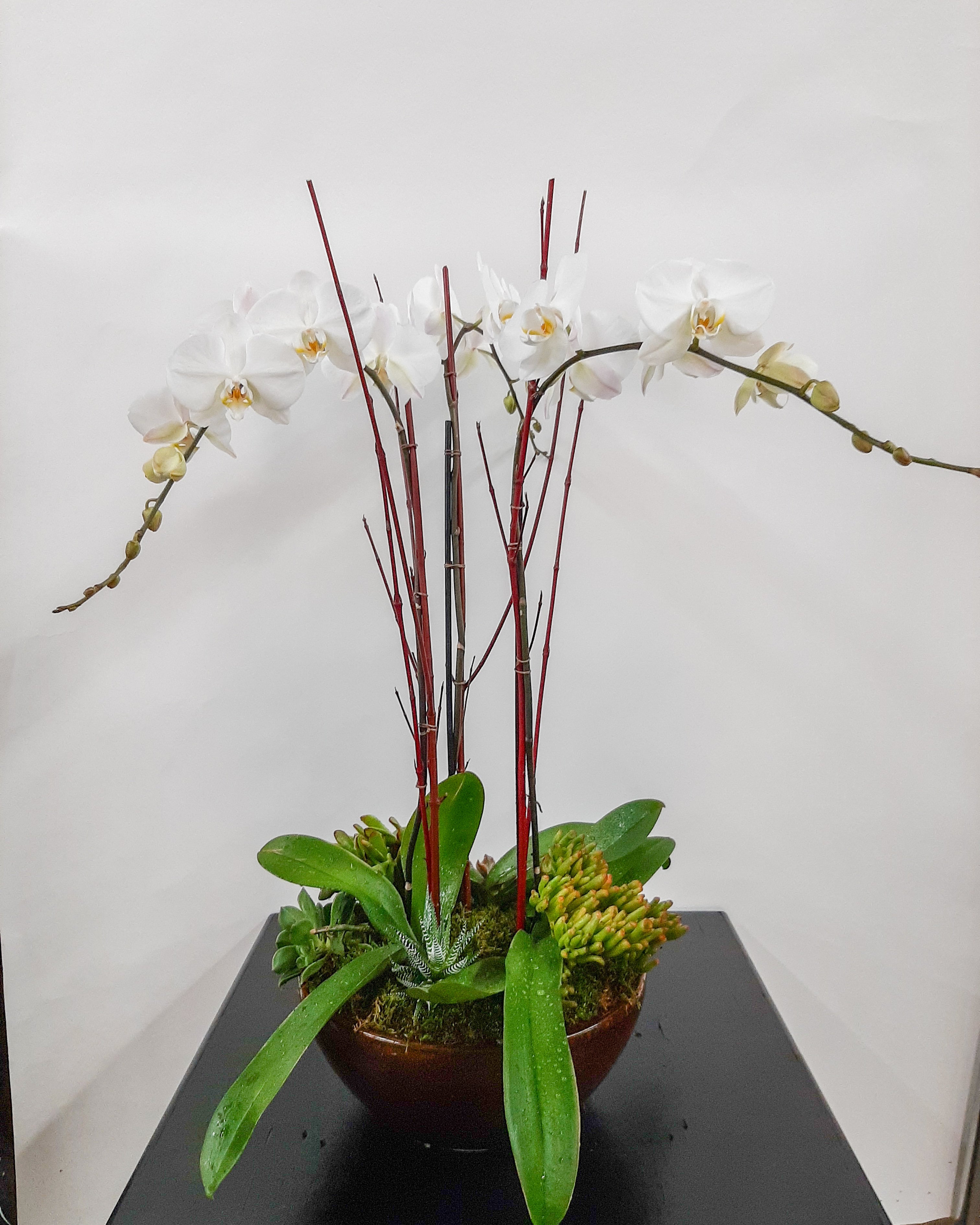 (3) Single Spike Phalaenopsis Orchids