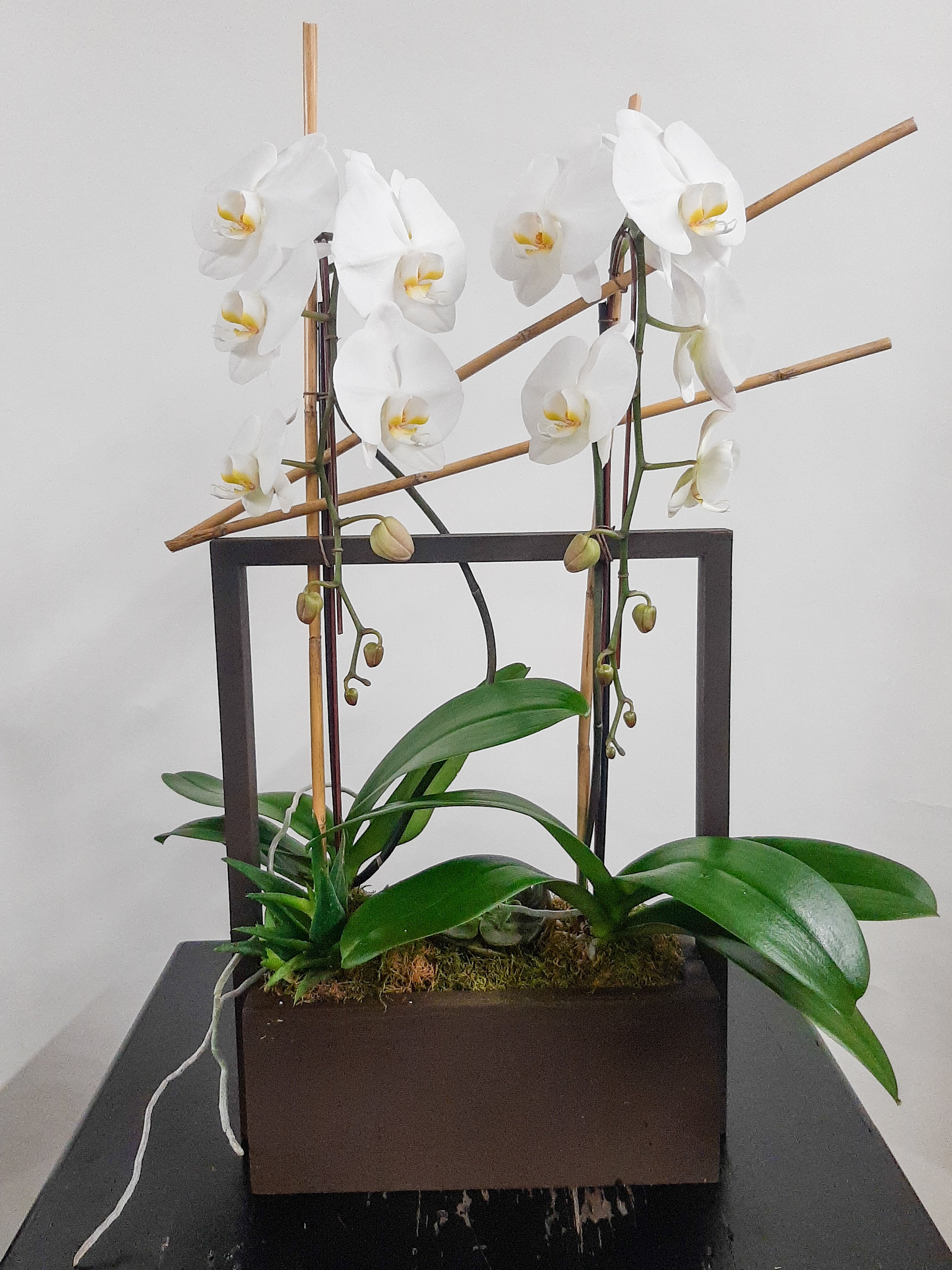 (2) Single Spike Phalaenopsis Orchids