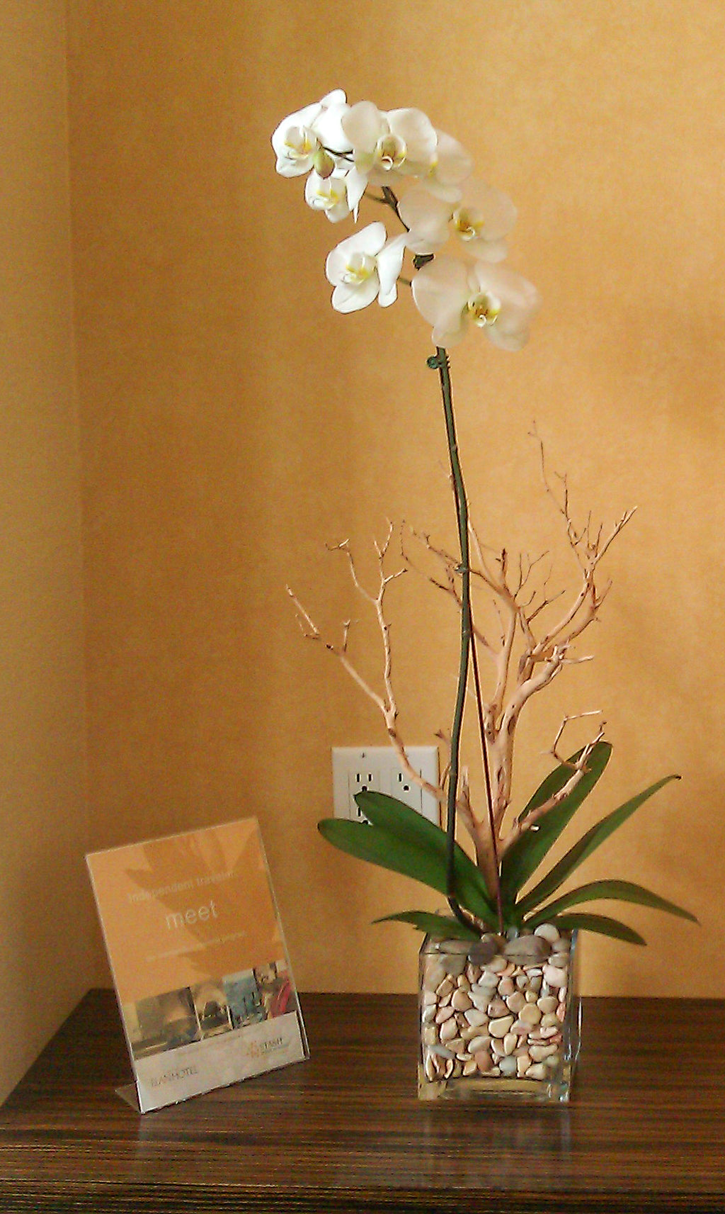 (1) Single Spike Phalaenopsis Orchid