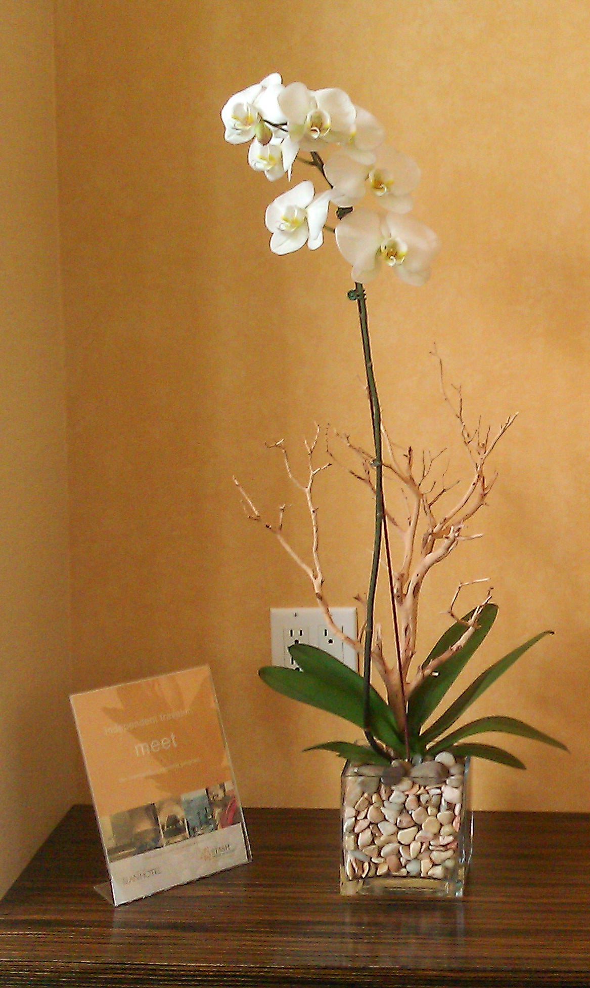 (1) Single Spike Phalaenopsis Orchid