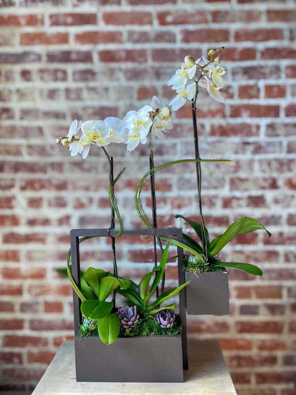 (3) Single Spike Phalaenopsis Orchids