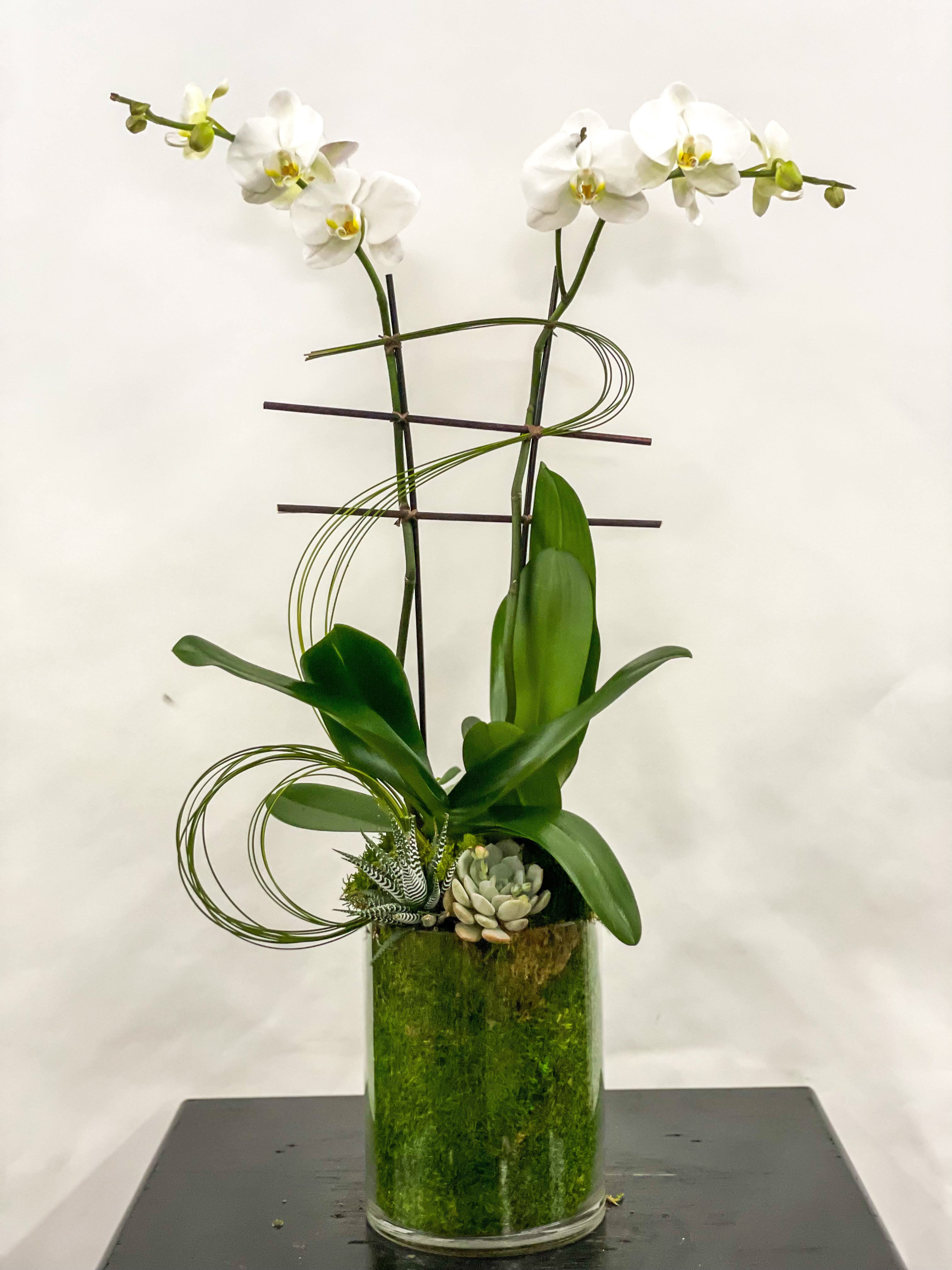 (1) Double Spike Phalaenopsis Orchid