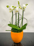 (2) Double Spike Mini Orchids