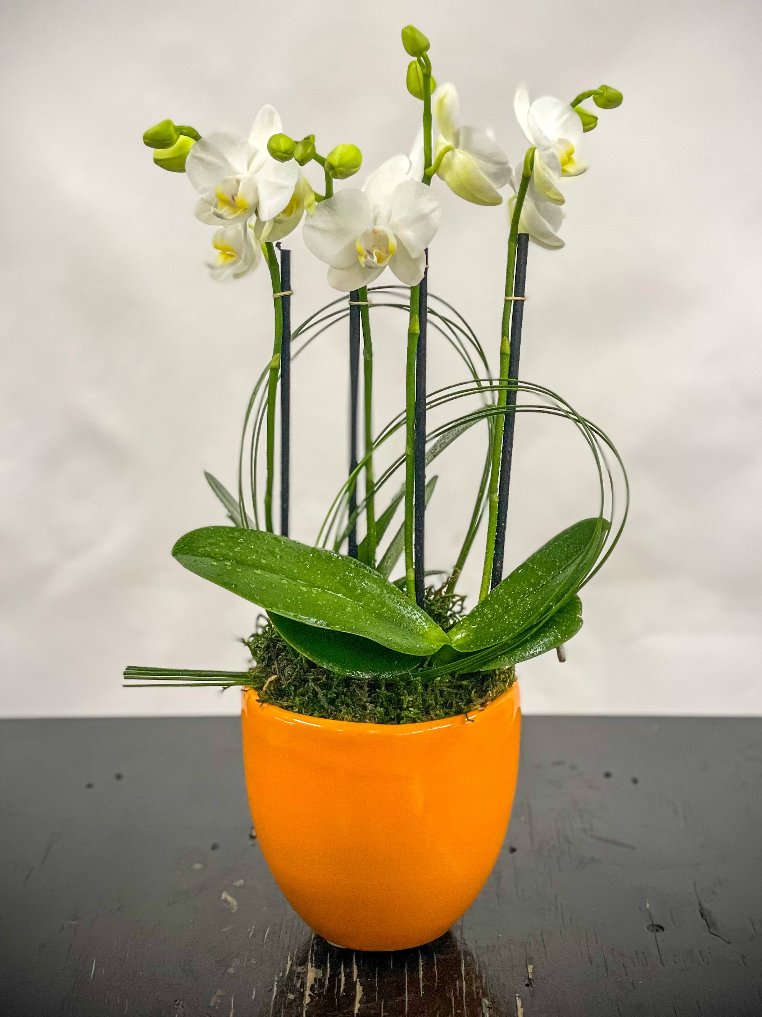 (2) Double Spike Mini Orchids
