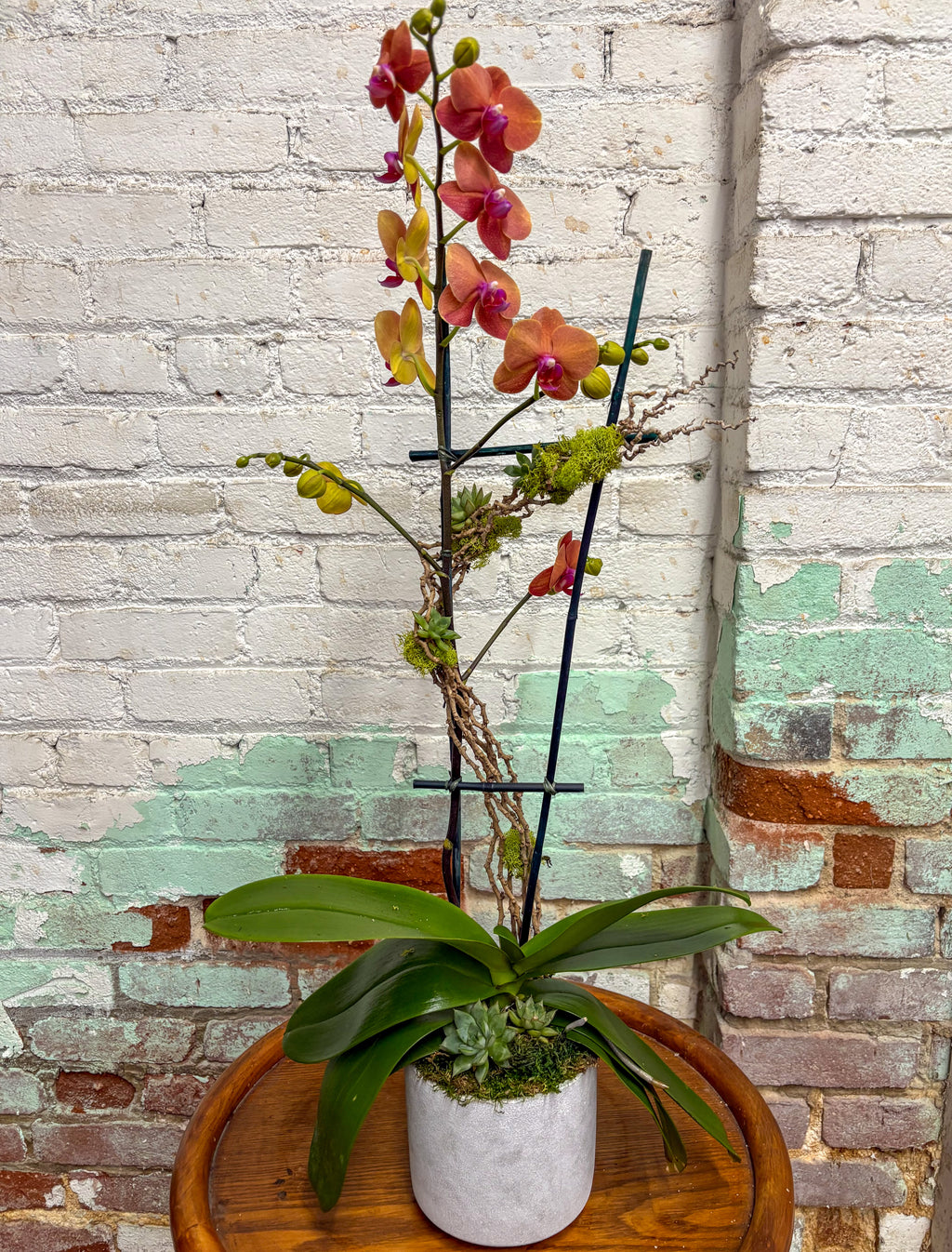 (1) Single Spike Phalaenopsis Orchid