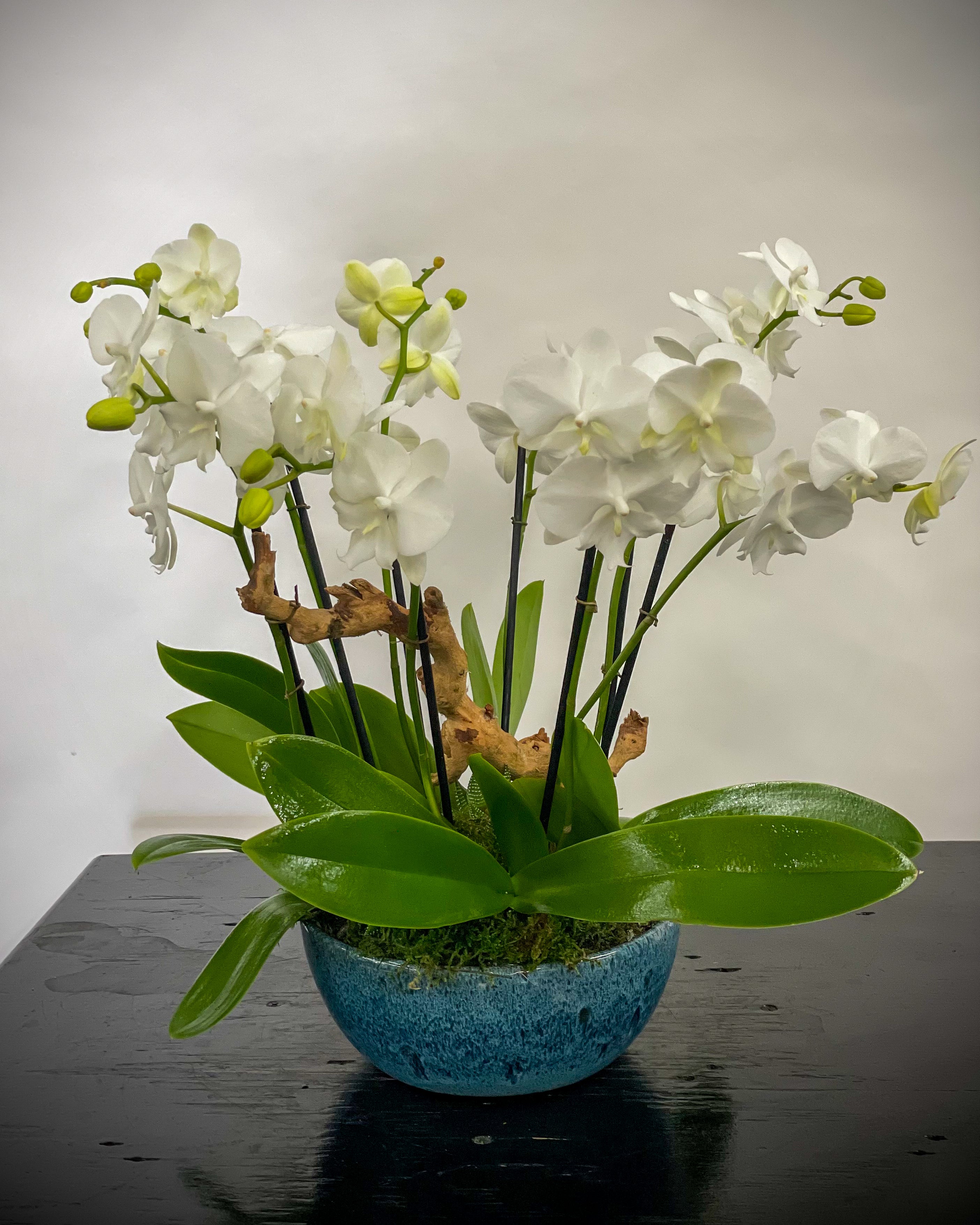 Multiple Mini Orchids