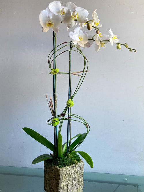 (1) Double Spike Phalaenopsis Orchid