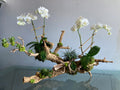 Orchid Statement Piece