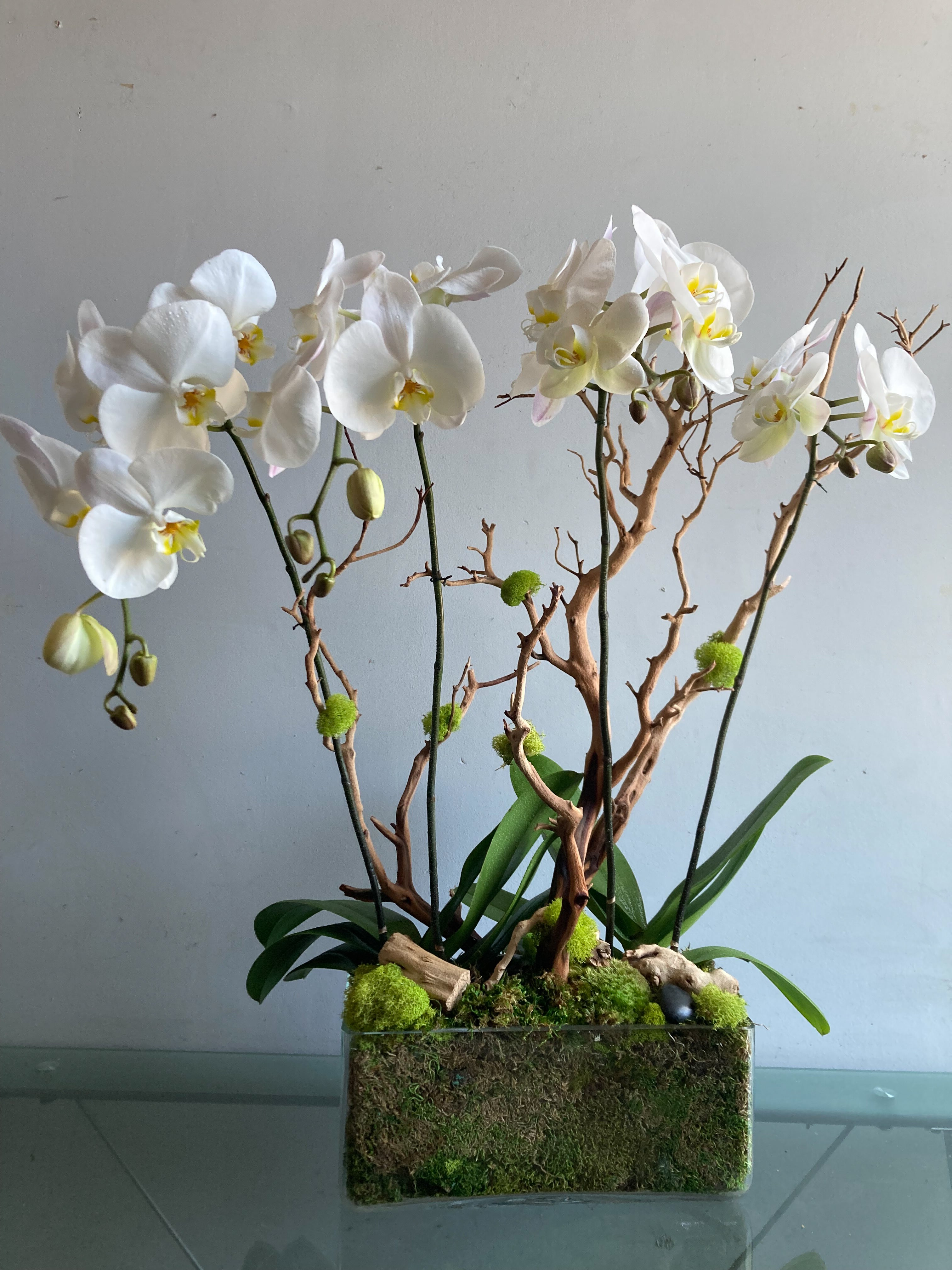 (2) Double Spike Phalaenopsis Orchids