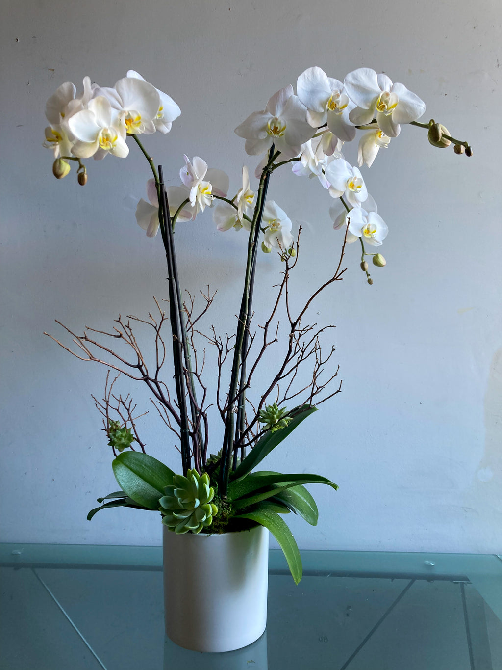 (2) Double Spike Phalaenopsis Orchids