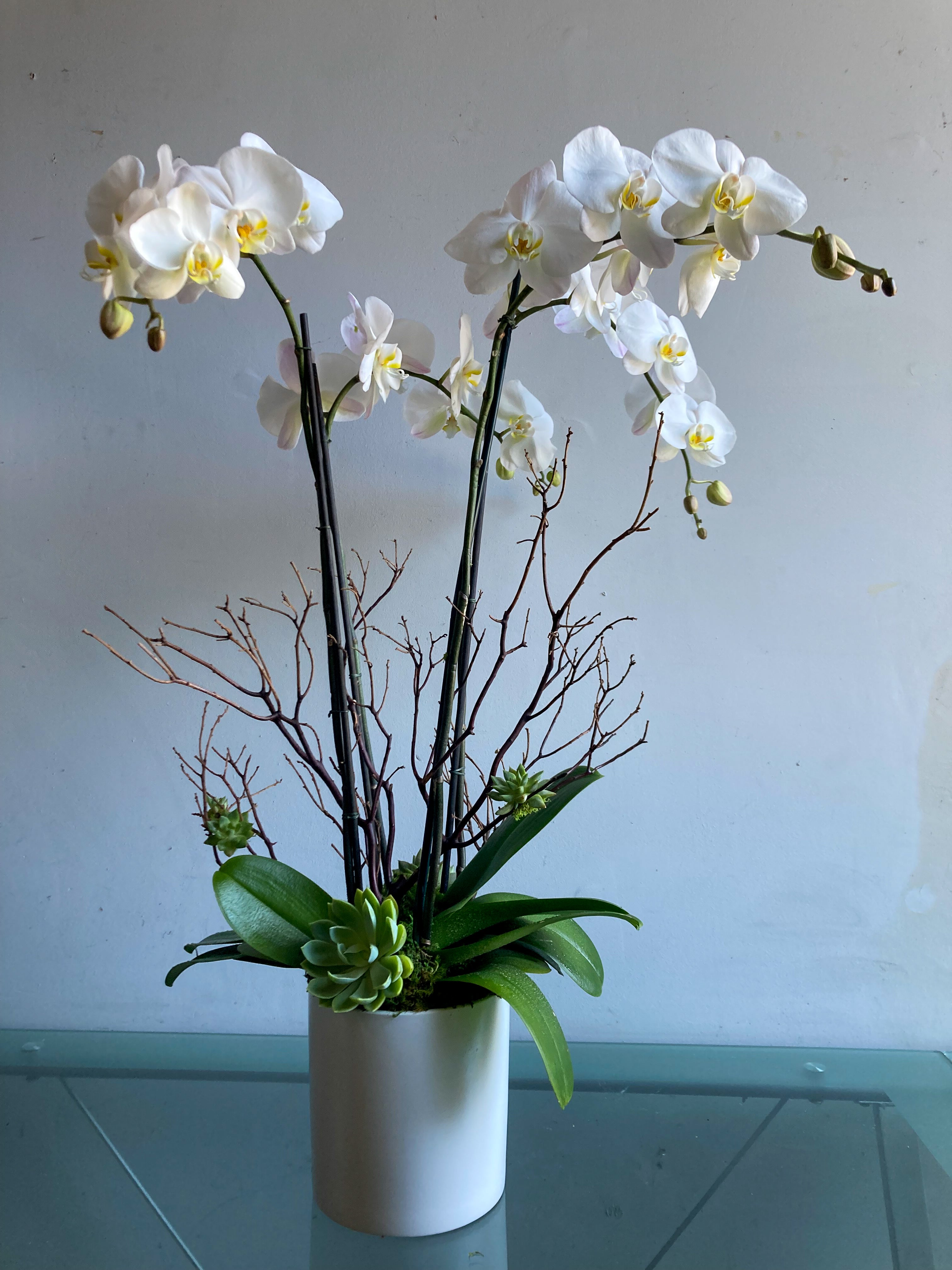 (2) Double Spike Phalaenopsis Orchids