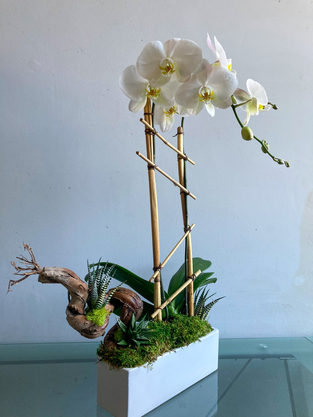 (1) Double Spike Phalaenopsis Orchid