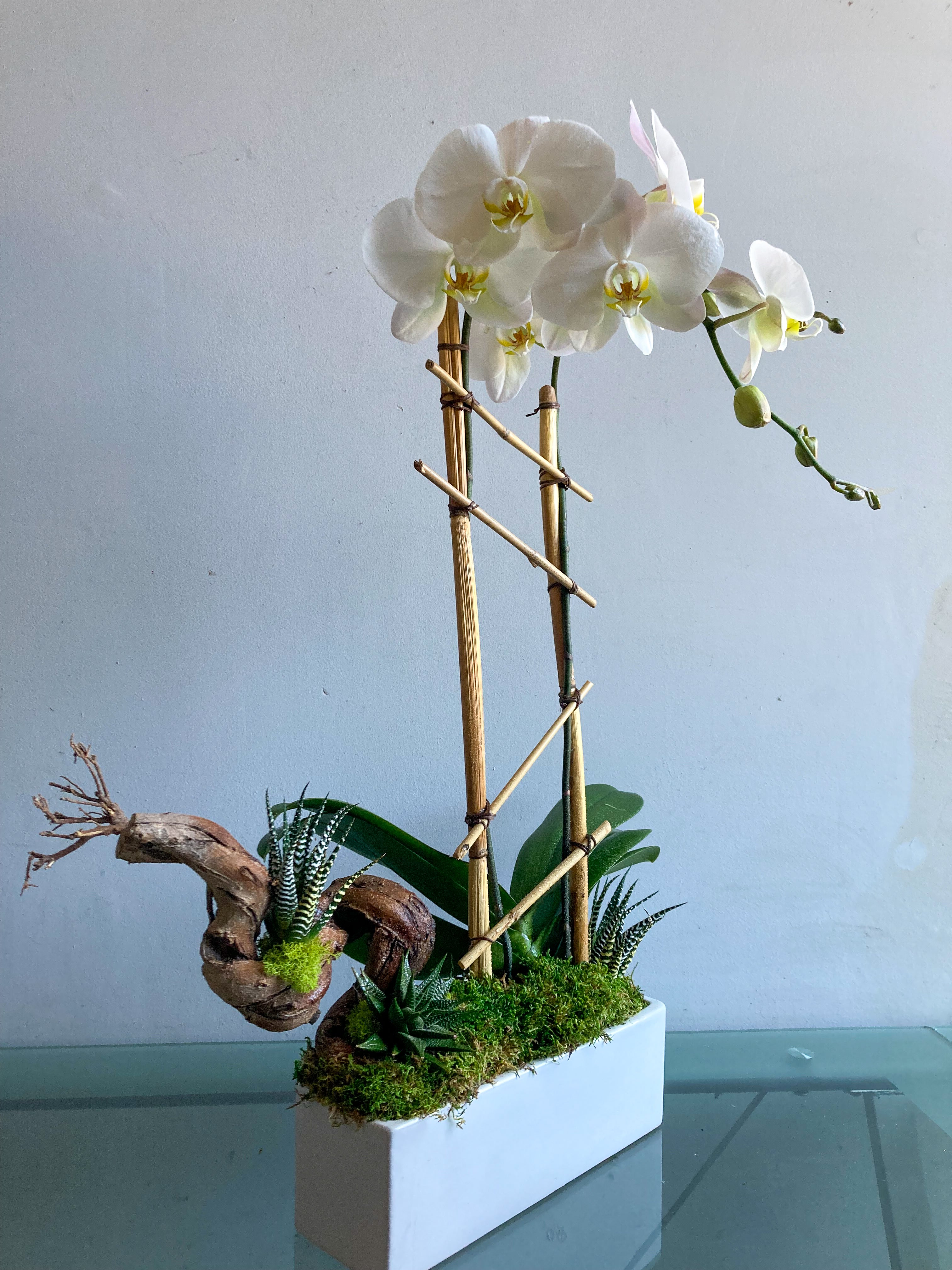(1) Double Spike Phalaenopsis Orchid