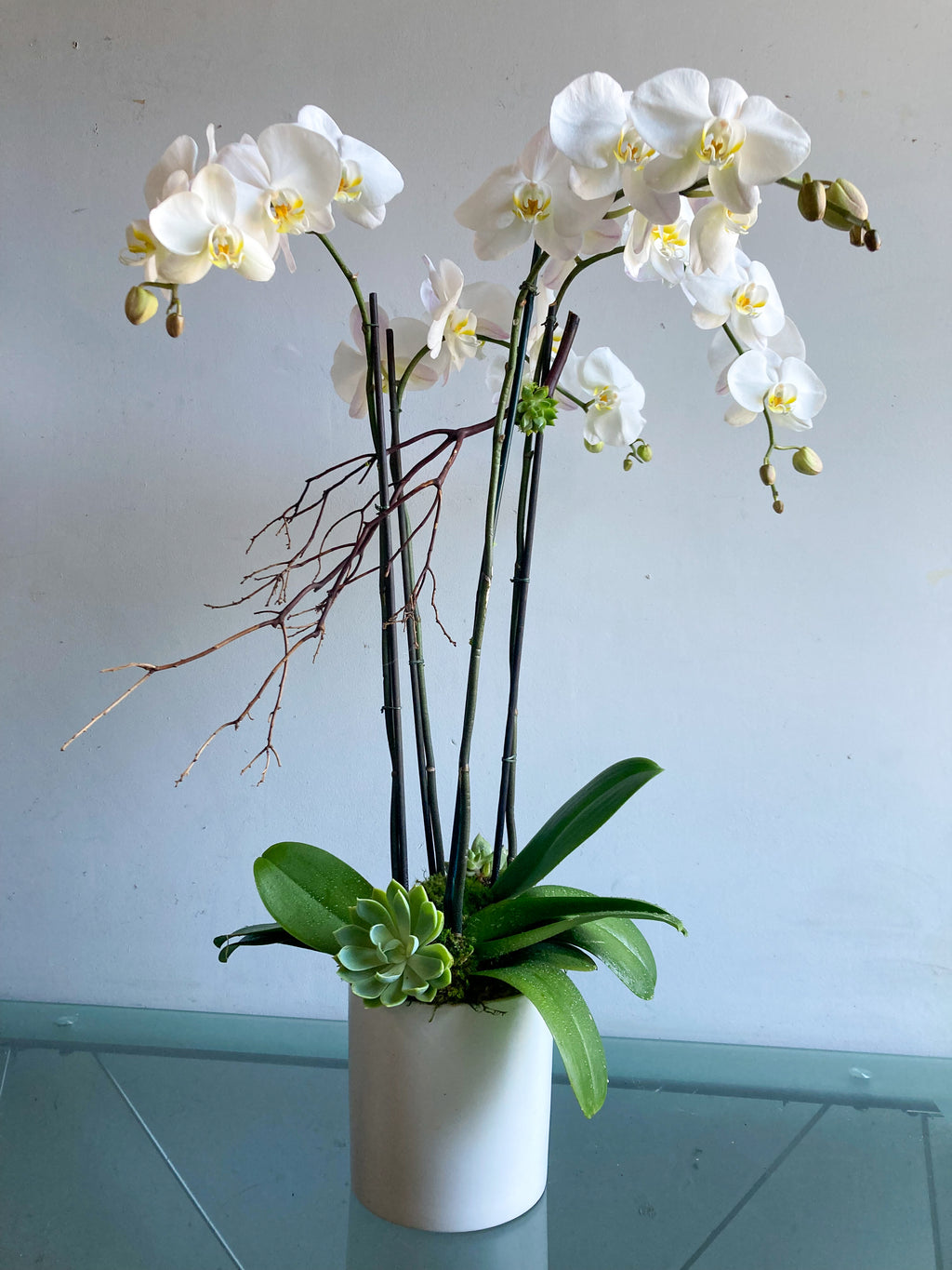 (2) Double Spike Phalaenopsis Orchids