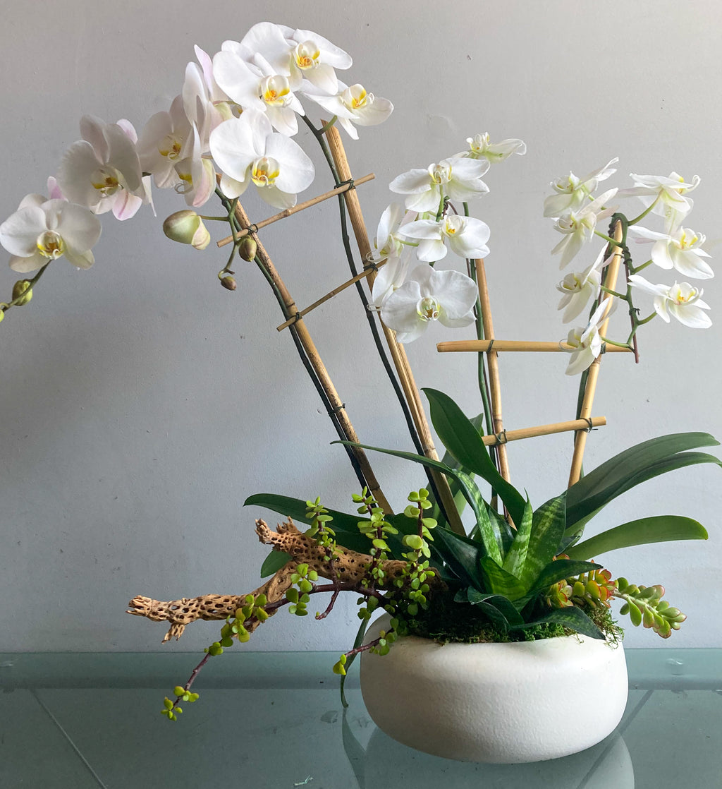 (2) Double Spike Phalaenopsis Orchids