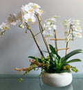(2) Double Spike Phalaenopsis Orchids