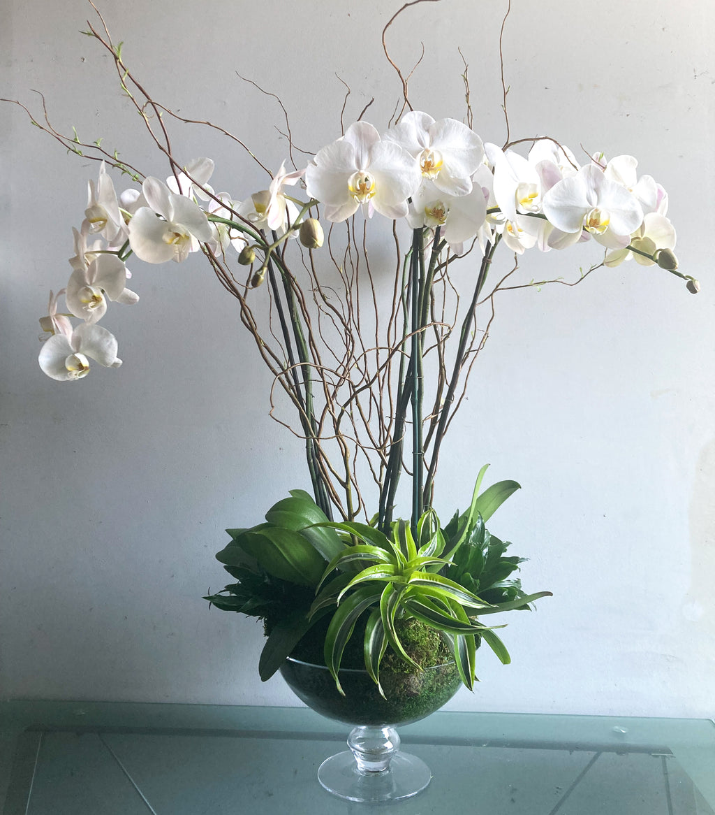 (3) Double Spike Phalaenopsis Orchids