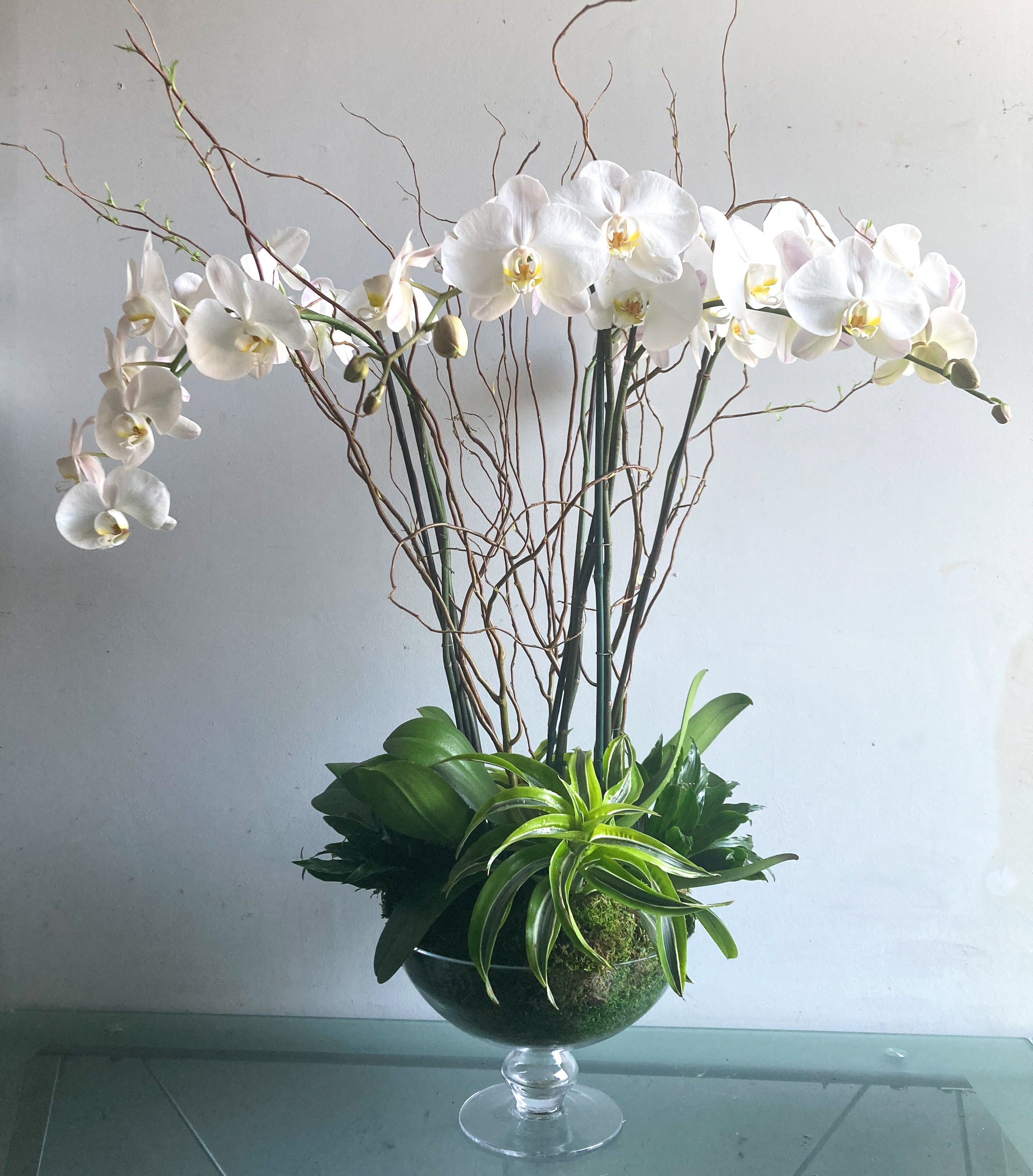 (3) Double Spike Phalaenopsis Orchids