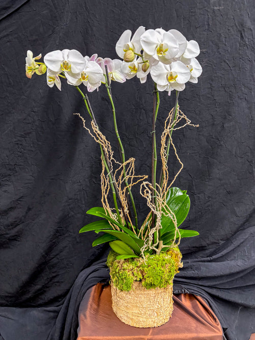 (2) Double Spike Phalaenopsis Orchids
