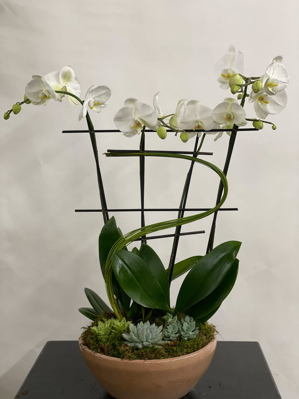 (2) Double Spike Phalaenopsis Orchids
