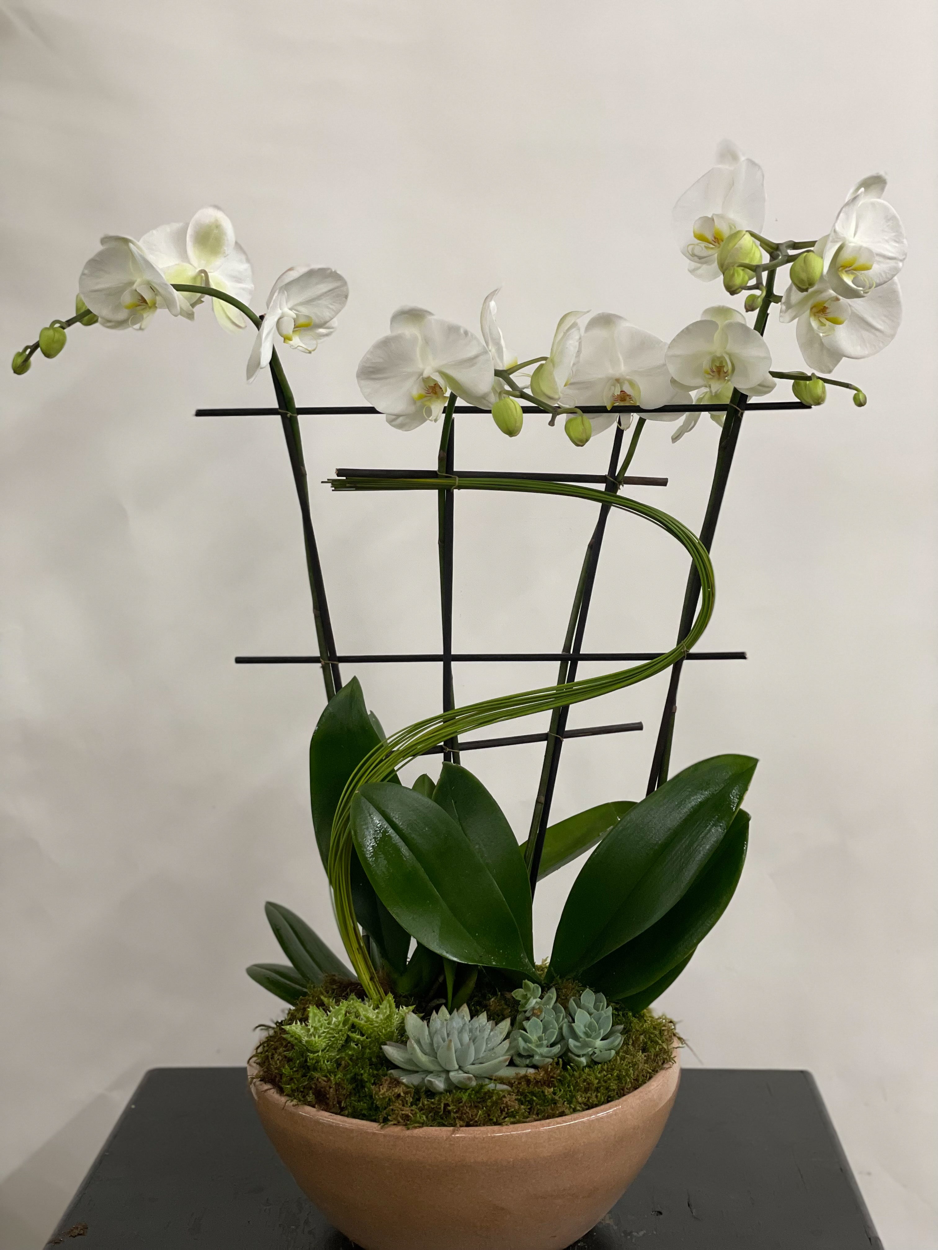 (2) Double Spike Phalaenopsis Orchids