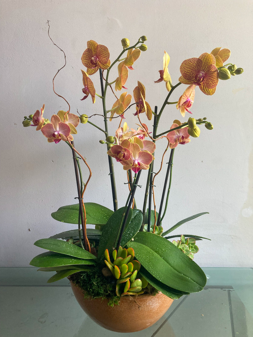 (3) Double Spike Phalaenopsis Orchids