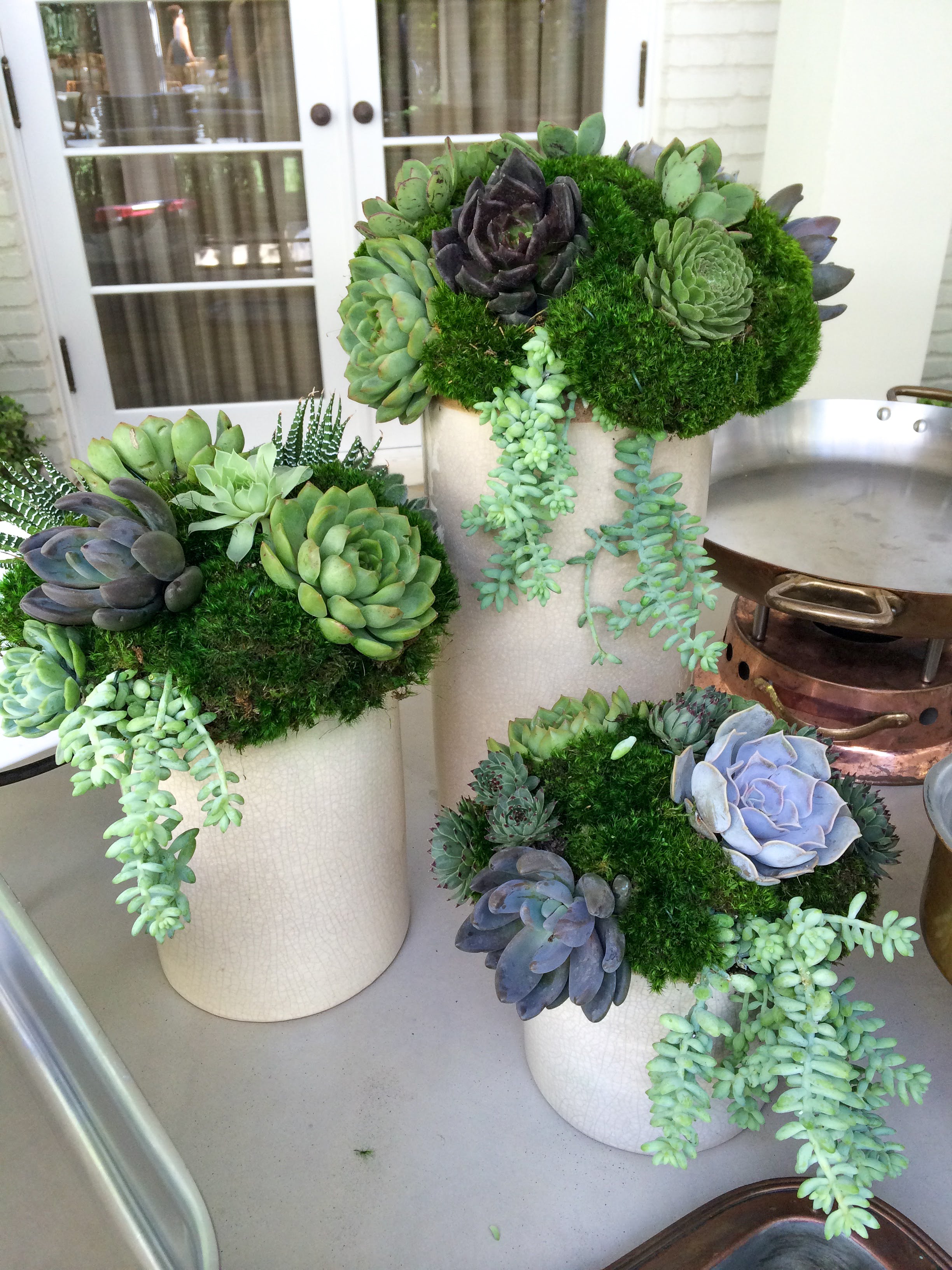 Succulents